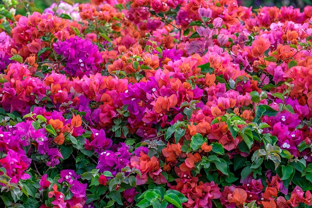 Bougainvillea in tropical garden